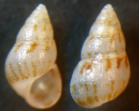 1) Conferma Setia semistriata